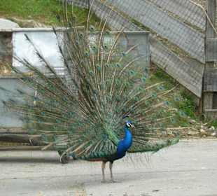 Er weiss wie schön er ist!