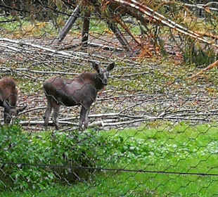 Nationalpark Bayerischer Wald