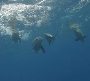 Mit Delphinen schwimmen