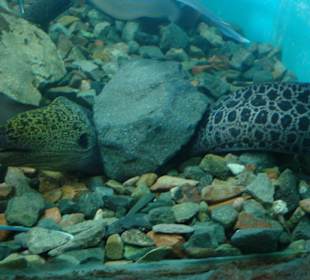 Moräne Aquarium El Gouna