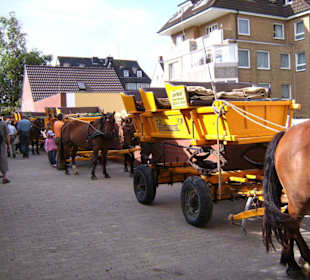 Einspannen der Pferde in die Wattwagen