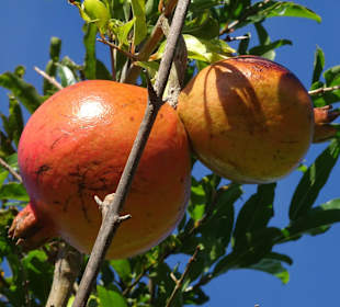 Rundgang durch den Botanischen Garten der Domaine