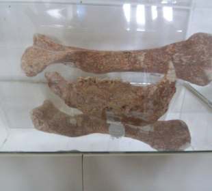 Einer der Schaukästen im Museum