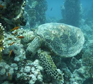 Karettschildkröte am Hausriff