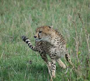 Gepard