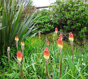 Minack Open Air Theatre
