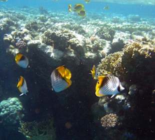 Fähnchenfalterfische