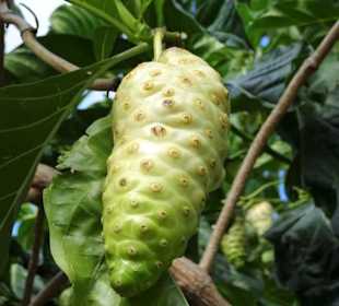 Rundgang durch den Duft- und Gewürzgarten