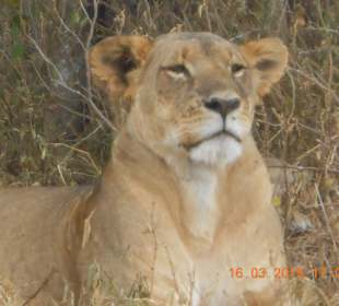 Amboseli Nationalpark