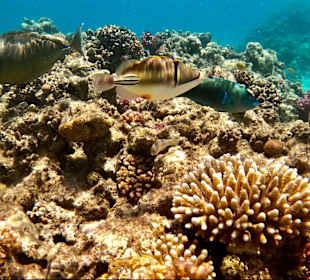 Schnorcheln Makadi Bay