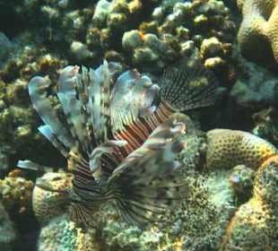 Feuerfisch in der Coraya Bucht