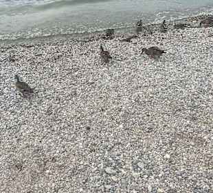 Strand Manerba del Garda