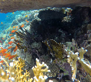 Schnorcheln Makadi Bay