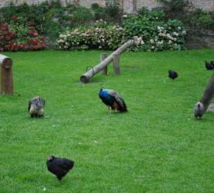 Pencarrow House Gartenanlage