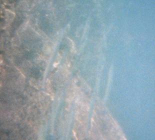 Beim Schnorcheln ! Herrliche Fische !