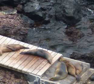 Dösen  in der Sonne