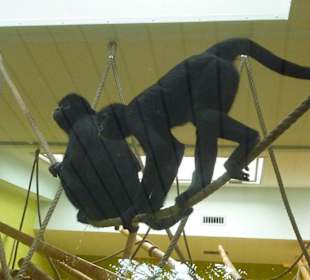 Braunkopf Klammeraffen