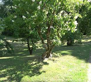 Schlosspark Hohenheim