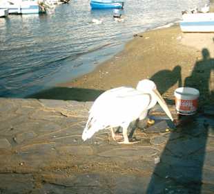 Il pellicano