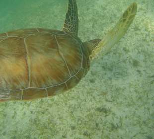 Akumal