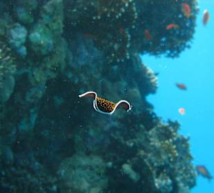 Unterwasserimpressionen