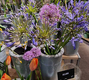 Blume 2000