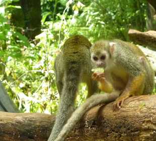 Totenkopfaffe beim Essen