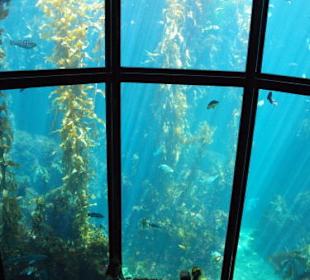 Monterey Bay Aquarium