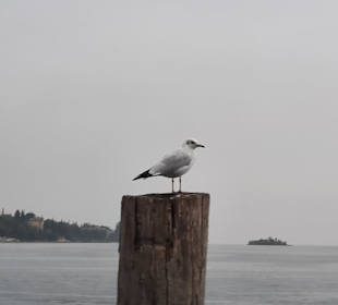 Typischer Bewohner am Hafen