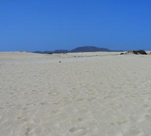 Sand dunes beach