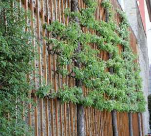 Zierobst im Schlosspark