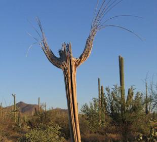 Saguaro National Park West 