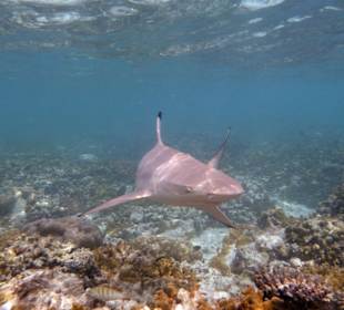 Hai Hotel Kuramathi Island Resort