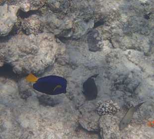 Ein neugieriger Fisch