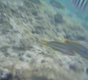 Unterwasserwelt Hausriff