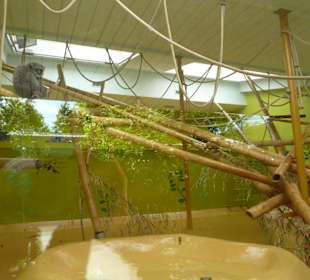 Silbergibbon Innenanlage