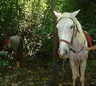 Anbindeplatz am Strand