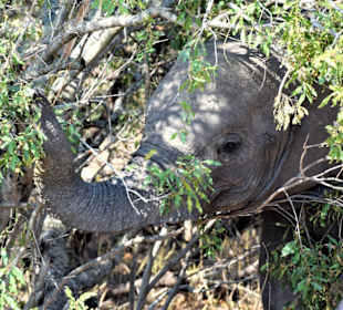 Afrik.Elefant