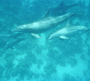 Delfinfamilie