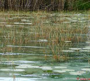 Lagune Bacalar