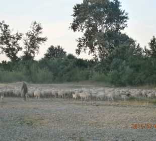 Sheep herding