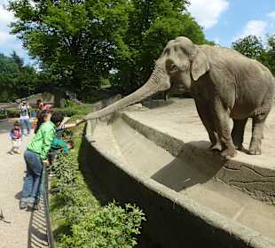 Man hat der einen langen Rüssel