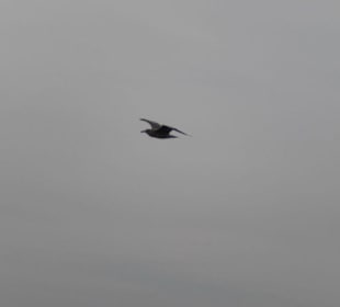 Ausflugsfahrt mit der WEGA 2