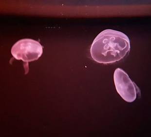 Aquarium
