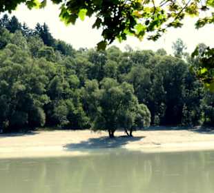 Auenwald am Inn bei Rott