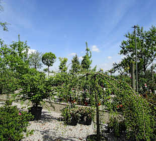 Peterhof-Pflanzen in Hanhofen