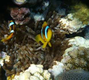 Nemos Sharm el Naga