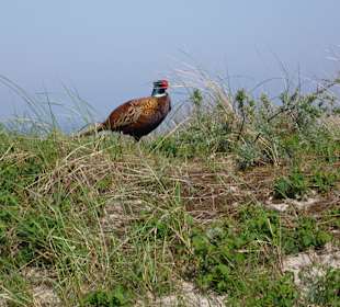 Fasanenhähne sieht und hört man in den Salzwiesen