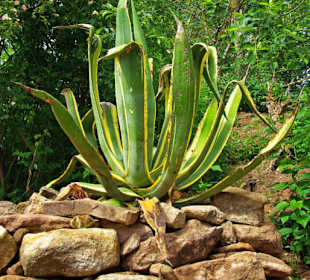 Kaktus 