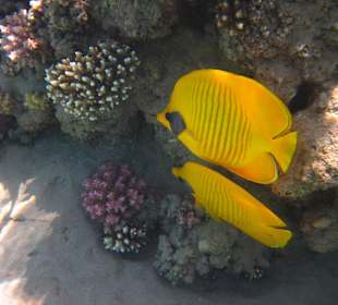 Unzertrennlich die Beiden